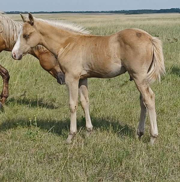 quarter-horse-colt