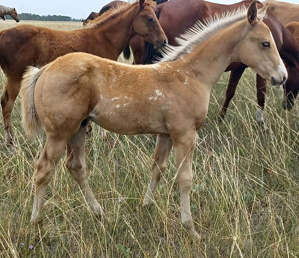 quarter-horse-colt