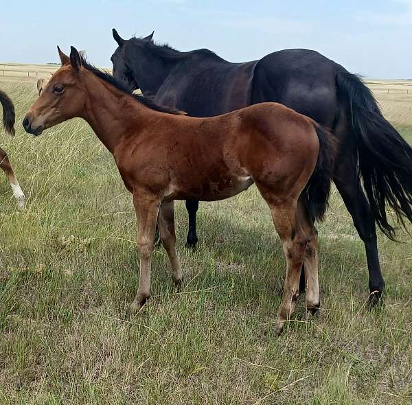 quarter-horse-filly