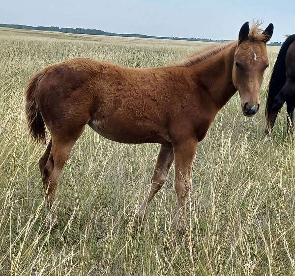 chestnut-liver-chestnut-filly