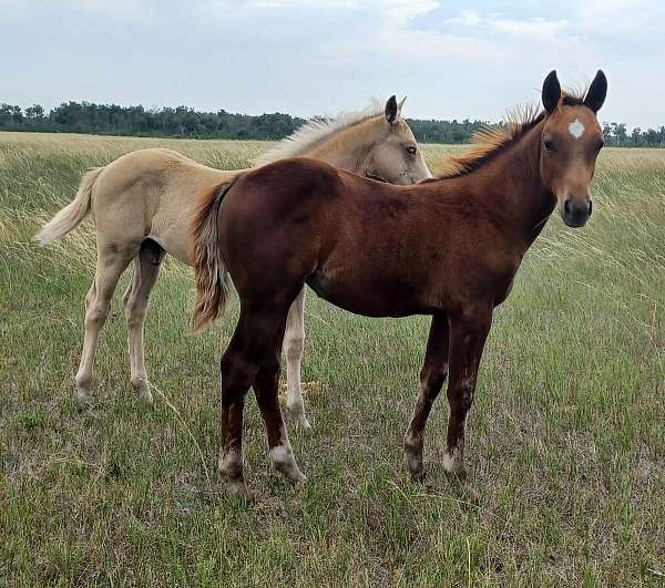 quarter-horse-filly