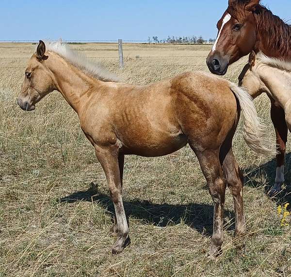 quarter-horse-filly