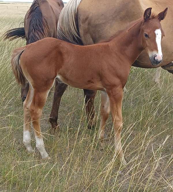 quarter-horse-colt