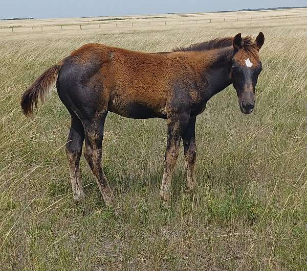 quarter-horse-filly