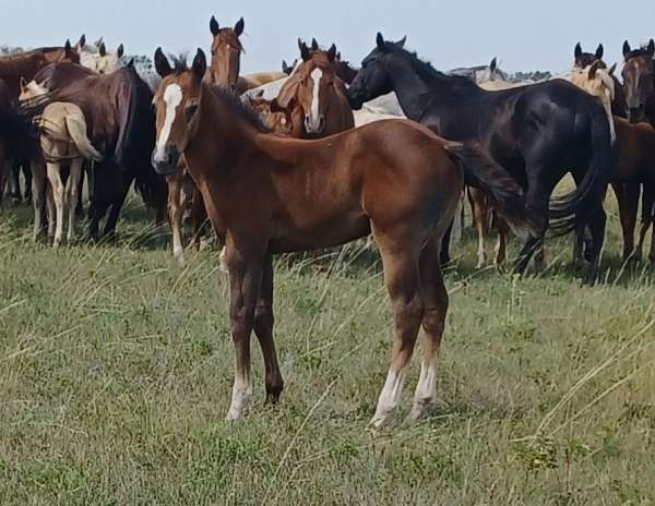 quarter-horse-colt