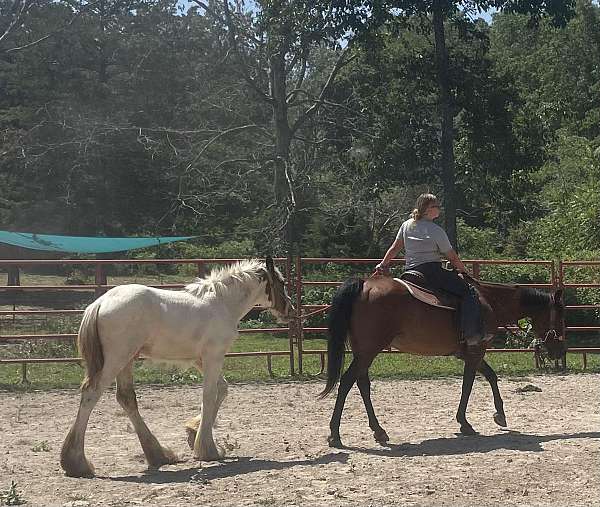 tobiano-drum-colt-foal