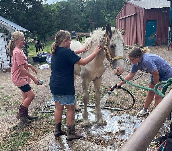 tobiano-colt-foal-for-sale