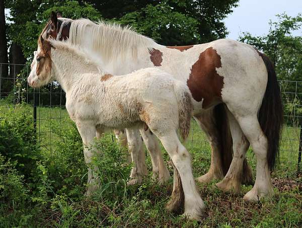 tobiano-colt-foal