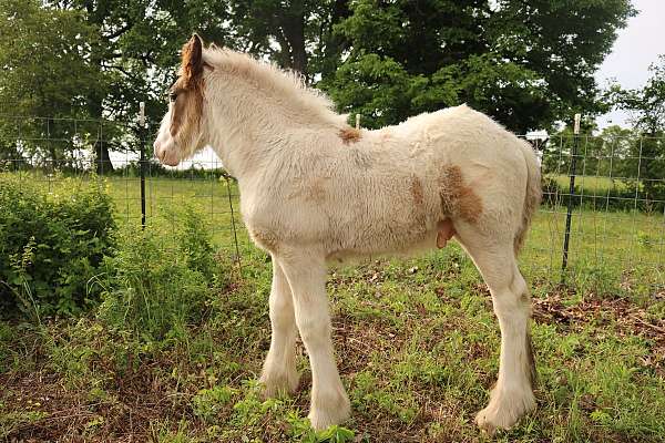 drum-colt-foal