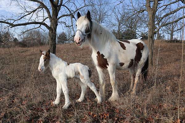 mostly-white-horse