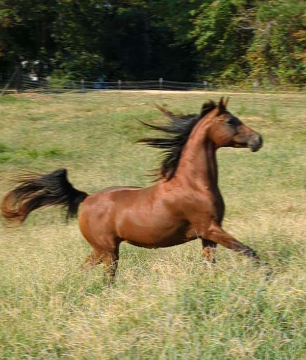 barbary-arabian-horse