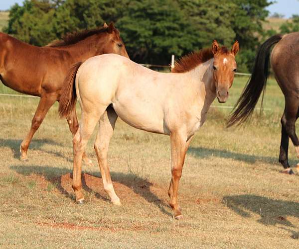 expresses-roan-left-hind-sock-star-horse