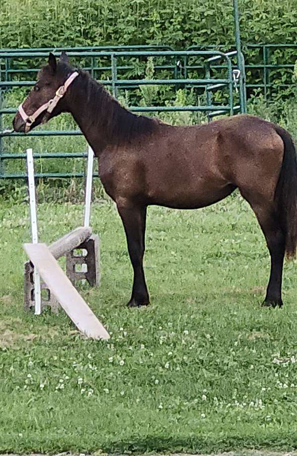 dun-red-dun-friesian-paint-colt-yearling