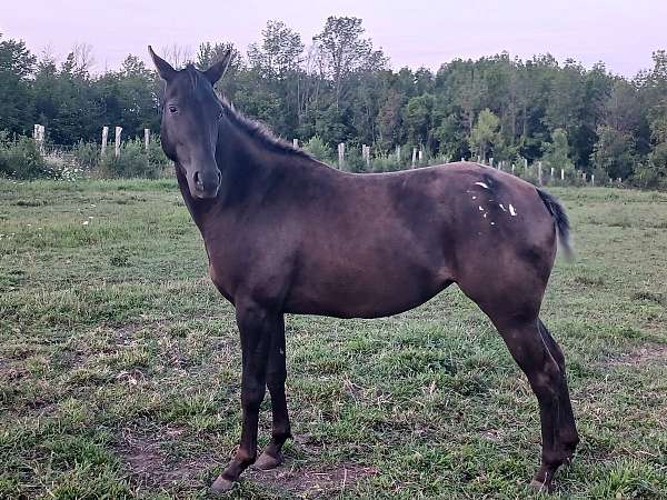 chocolate-white-blanket-horse