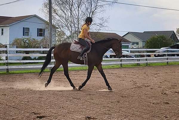 bay-thoroughbred-gelding