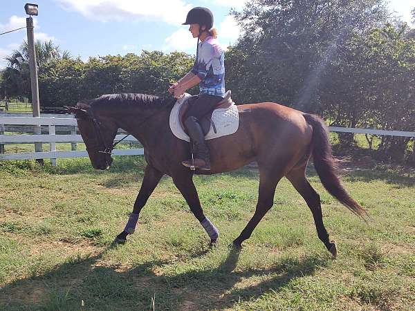 dressage-warmblood-horse