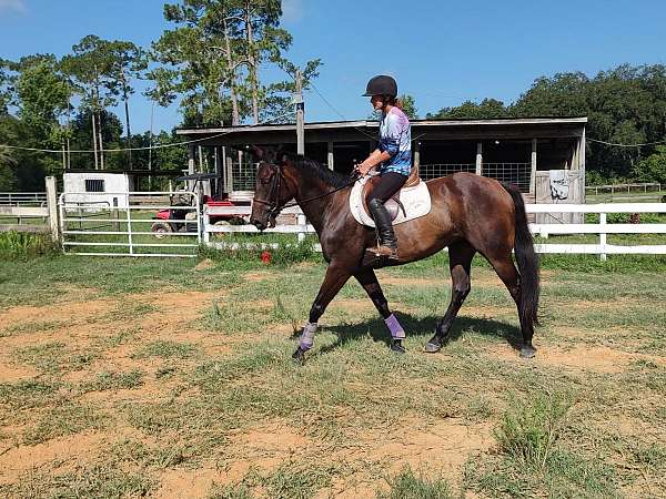 dressage-horse