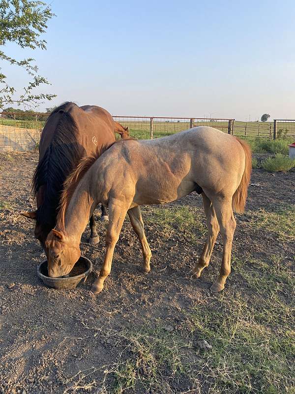 quarter-horse-colt