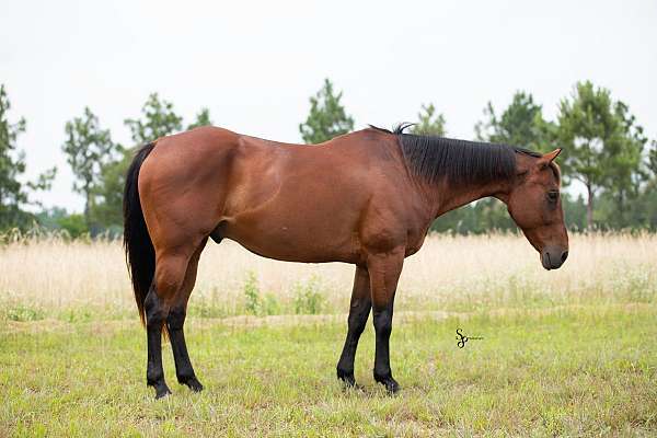 handles-great-quarter-horse