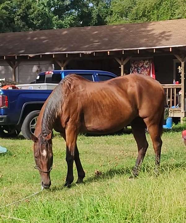 bay-roan-mare-broodmare