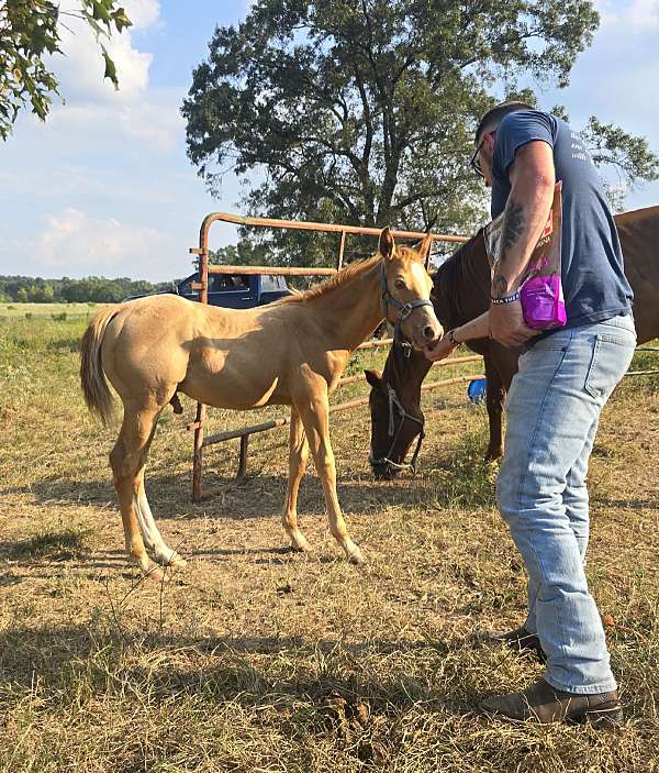 champagne-aqha-stallion-weanling