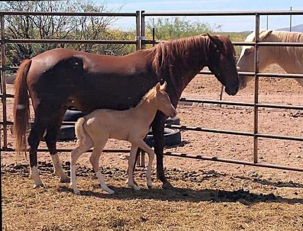 partial-white-blaze-two-hind-stockings-horse