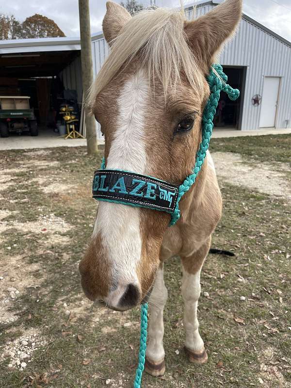 missouri-fox-trotter-gelding