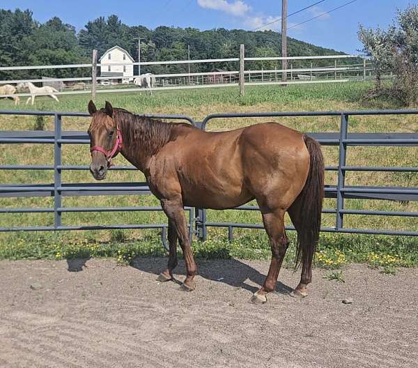 quarter-horse-gelding