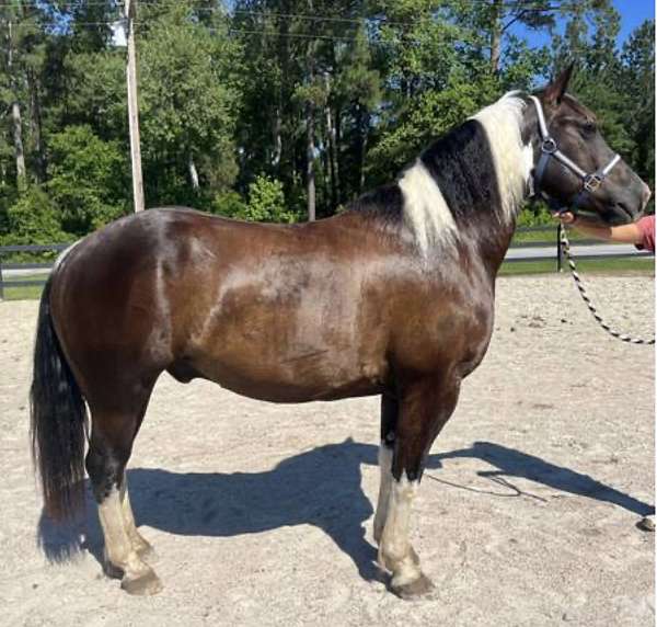 pinto-draft-gelding