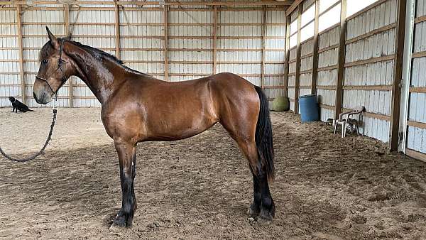 white-friesian-filly-yearling