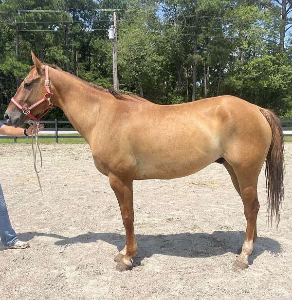 dun-quarter-horse-gelding