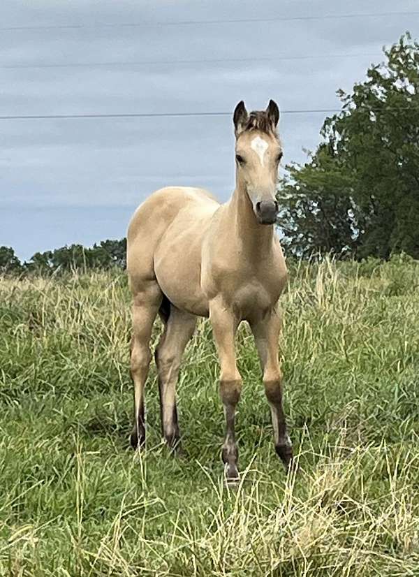 fei-draft-horse