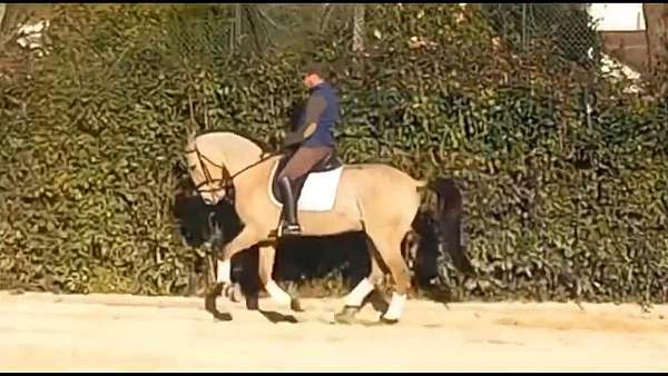 lusitano-gelding-horse