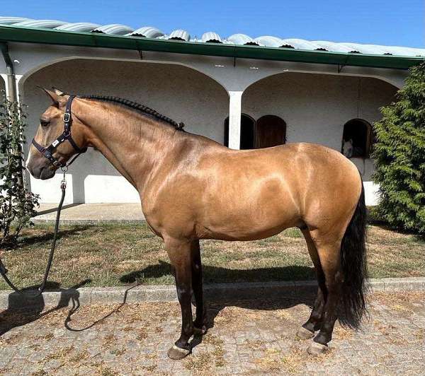 located-in-portugal-lusitano-horse