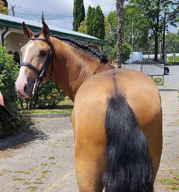 aiken-lusitano-horse
