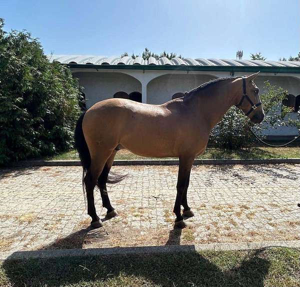 athlete-lusitano-horse