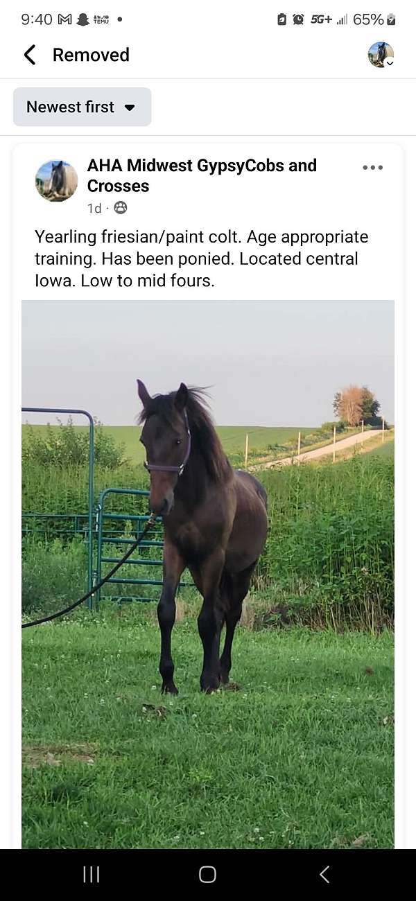 apollo-friesian-horse