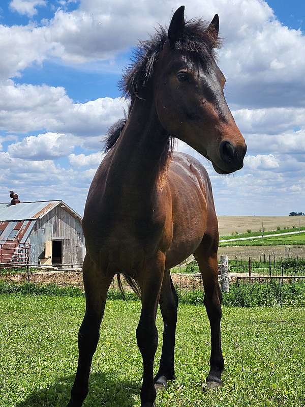 dun-red-dun-friesian-paint-horses-for-sale