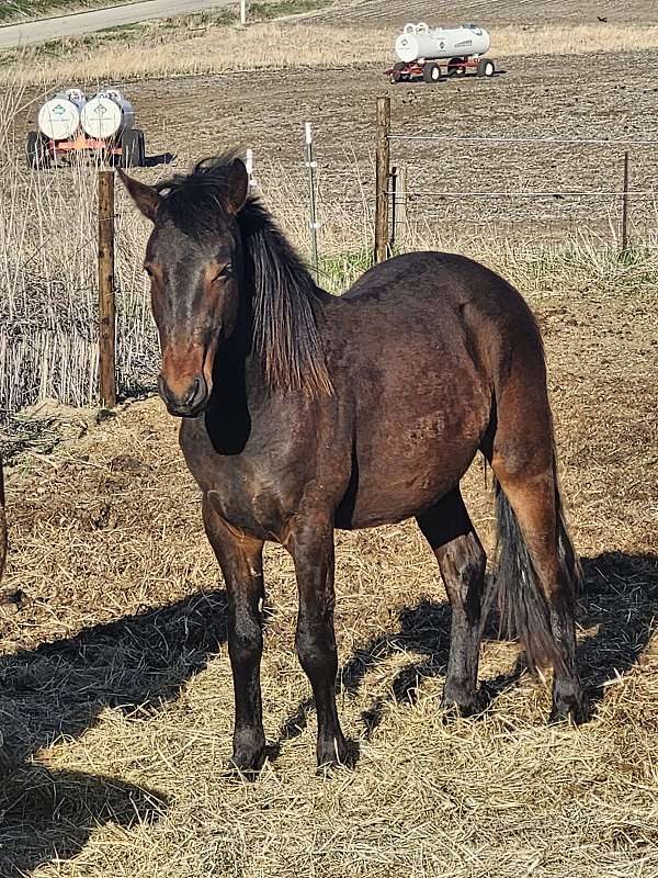 apollo-friesian-horse