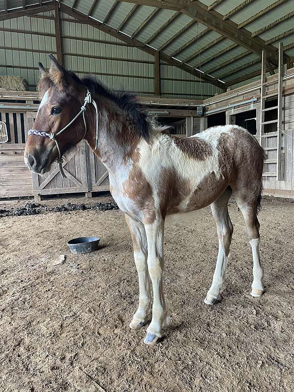 bay-roan-pinto-star-horse