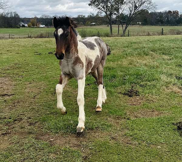 bay-roan-pinto-star-horse