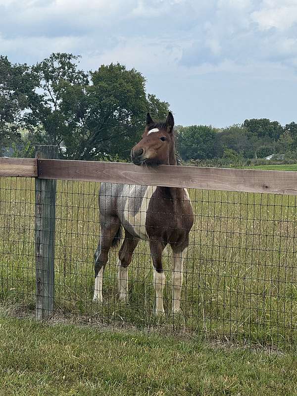 eligible-gypsy-vanner-horse