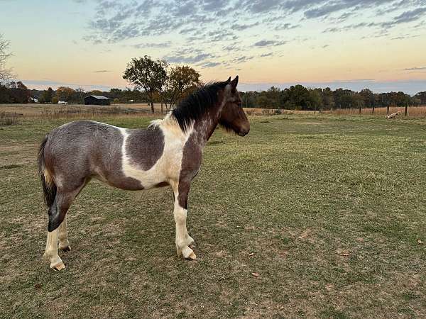 feathering-gypsy-vanner-horse