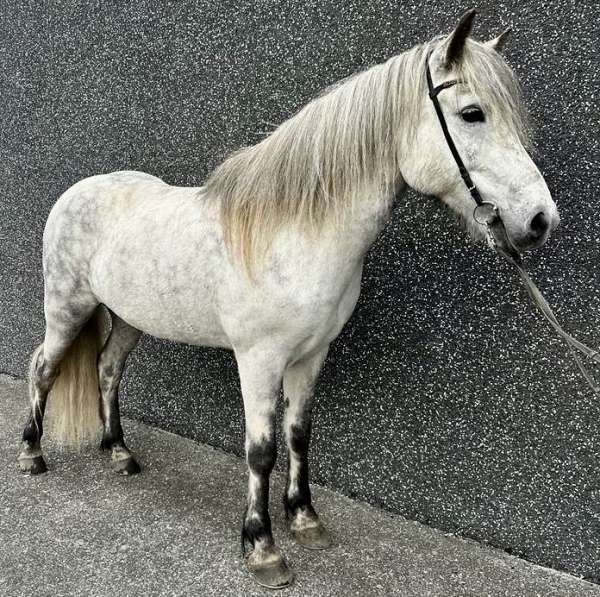 beginner-icelandic-horse