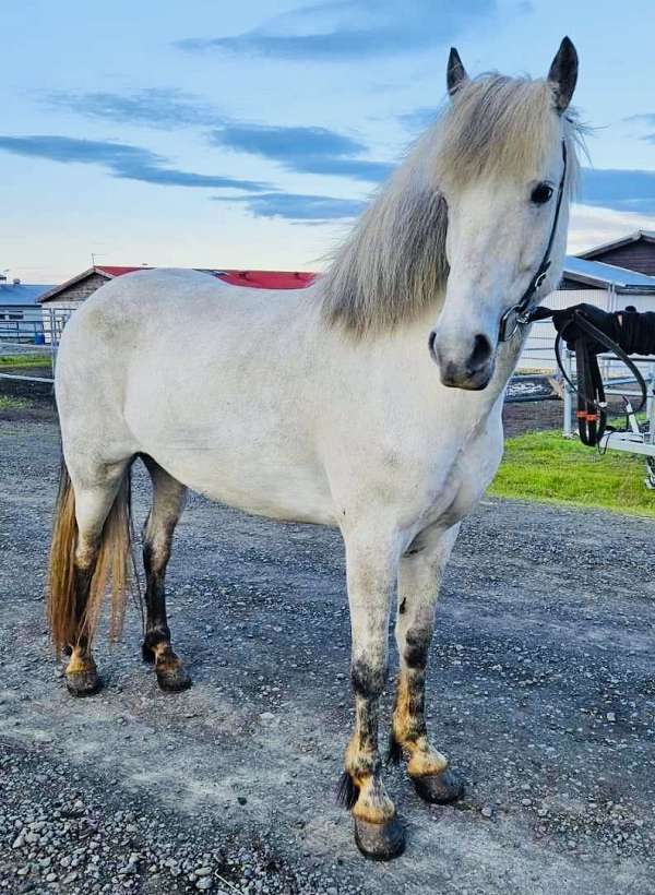 beginner-icelandic-horse