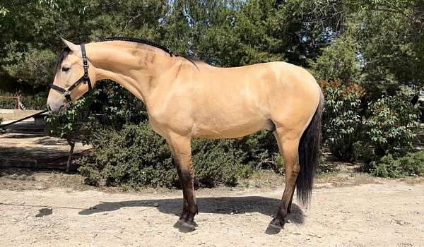 buckskin-foundation-started-under-saddle-horse