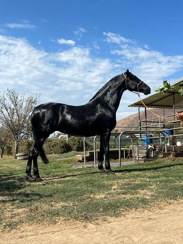 16-hand-andalusian-mare