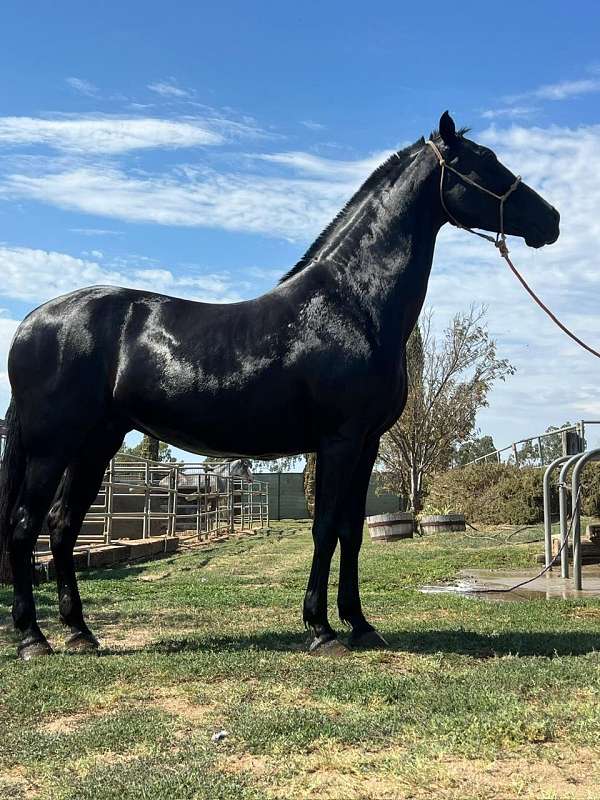 16-hand-andalusian-horse