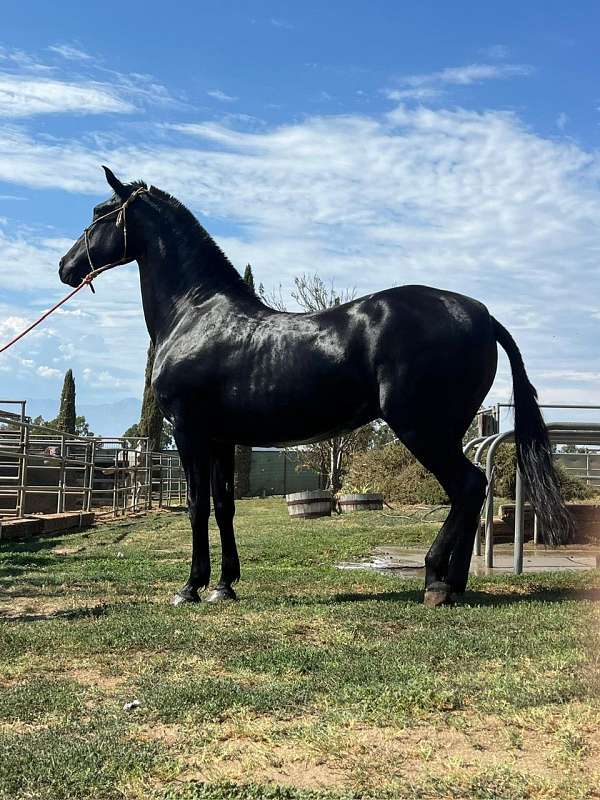 ancce-andalusian-mare