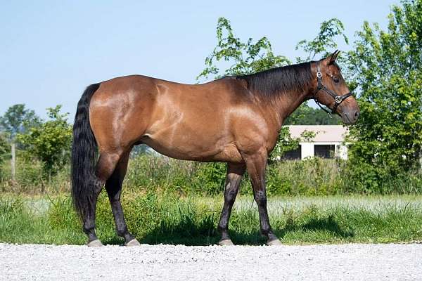 hunter-trail-appendix-quarter-horse